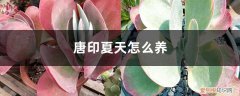 唐印锦夏天怎么养 唐印夏天怎么养