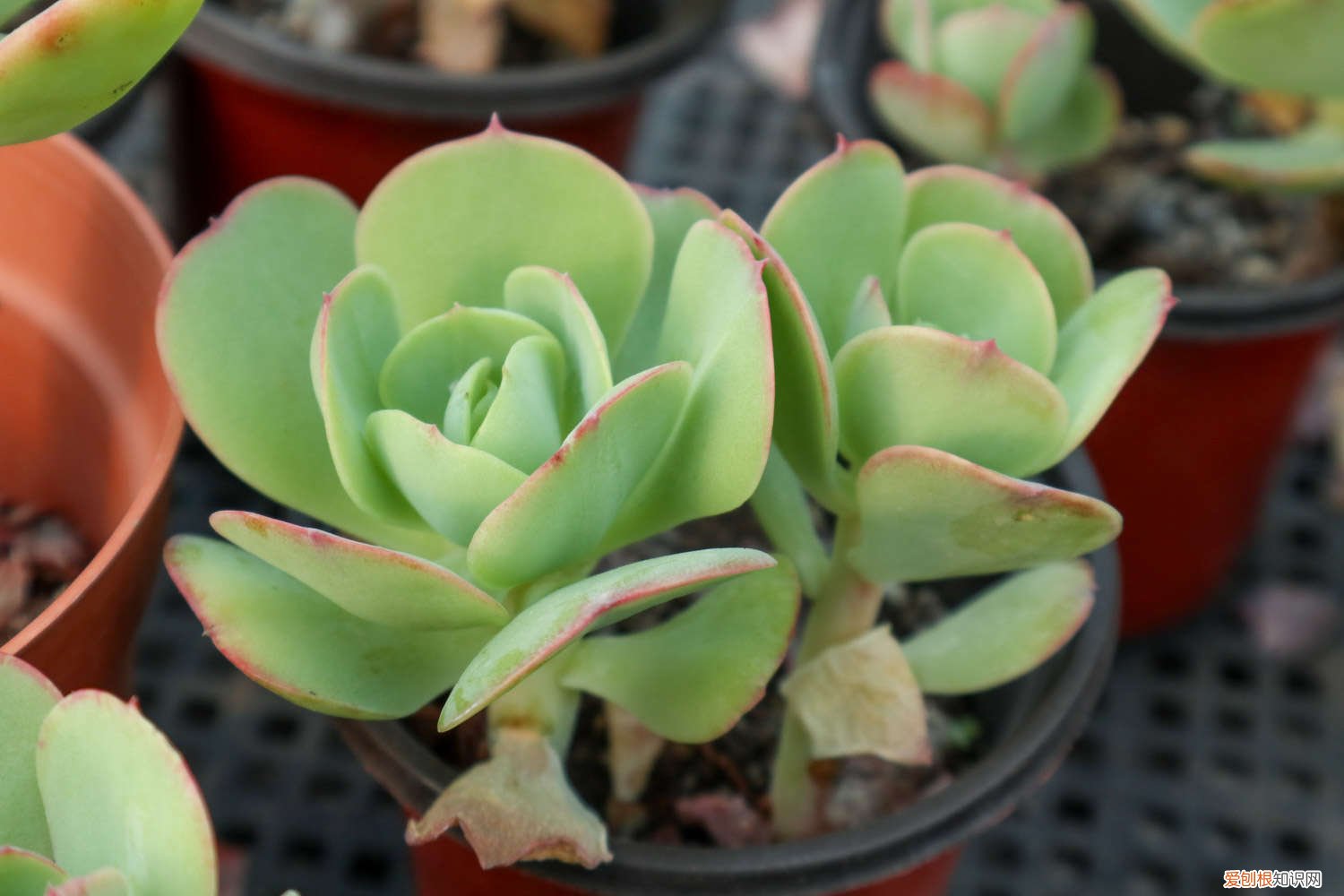 唐印锦夏天怎么养 唐印夏天怎么养