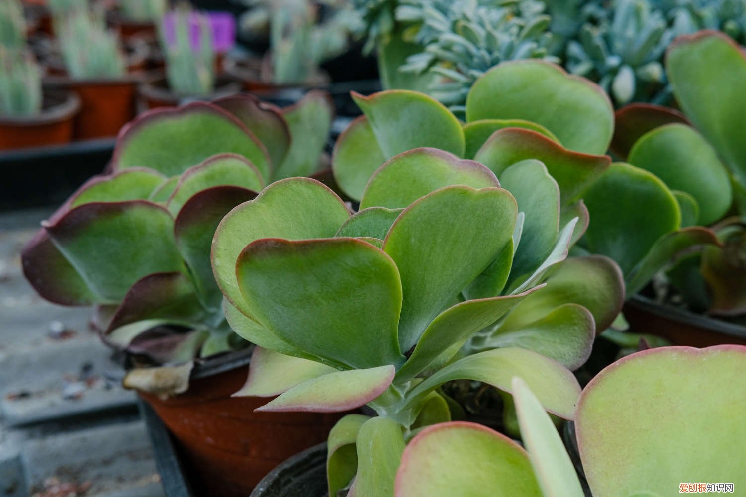 唐印锦夏天怎么养 唐印夏天怎么养