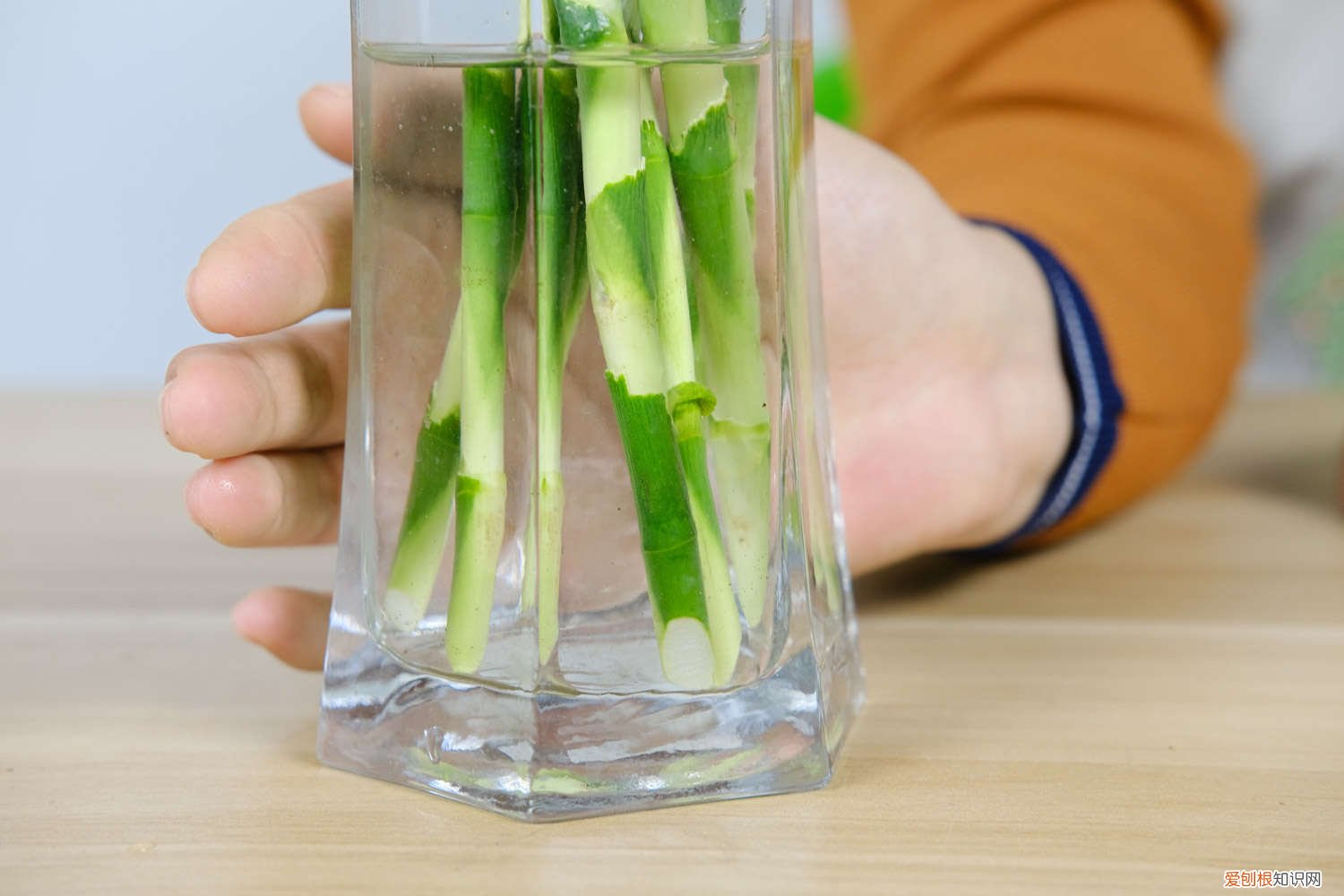 富贵竹冬天怎样换水 富贵竹夏天如何换水