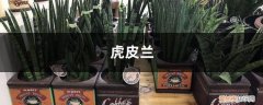 虎皮兰不长的原因 “虎皮兰”长得不旺盛？不如试试这“3招”，叶子油绿长满盆！