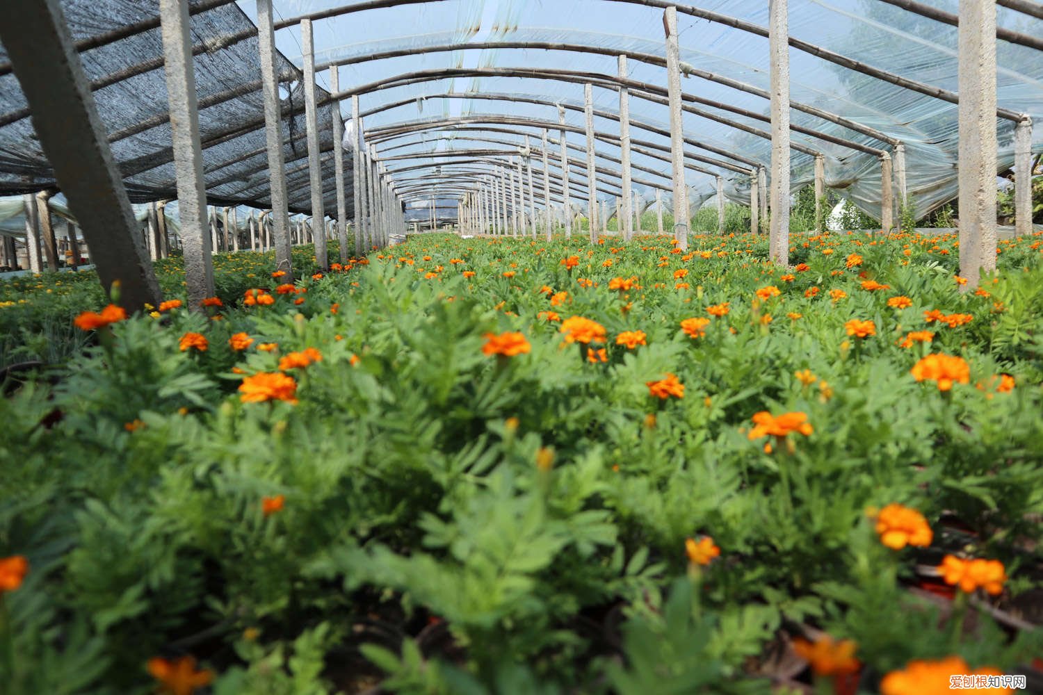 密花孔雀草怎么种植方法 密花孔雀草怎么种