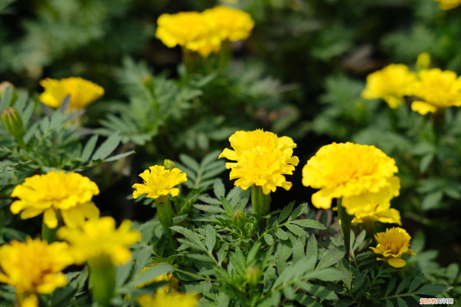 密花孔雀草怎么种植方法 密花孔雀草怎么种