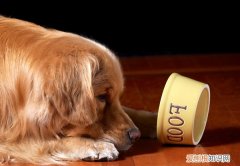 怎样判断狗粮是否变质过 怎样判断狗粮是否变质