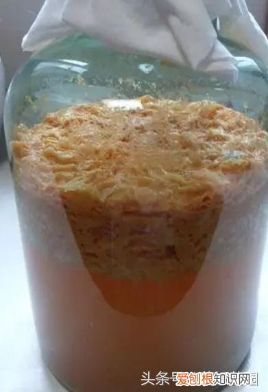 自制花肥发臭怎么办，这5种自制花肥方法，家里人再也不会嫌臭啦！