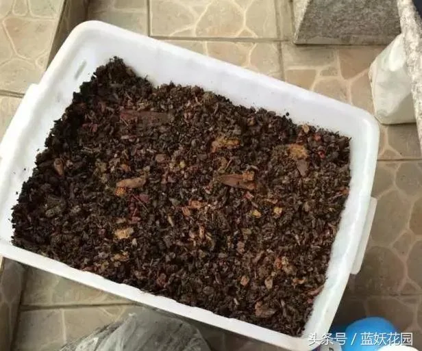 自制花肥发臭怎么办，这5种自制花肥方法，家里人再也不会嫌臭啦！