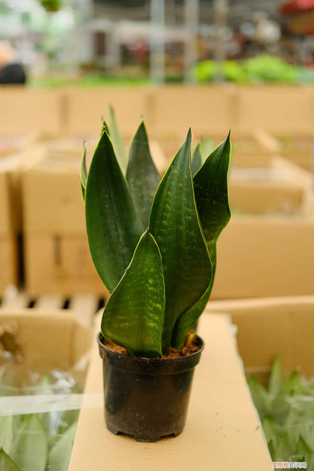 虎皮兰新芽干黄 虎皮兰15天喝点“黄水”，侧芽茬茬蹿，1棵变10棵！