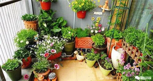阳台养花花盆，自家阳台怎么把花养好？告别养一盆死一盆的尴尬！