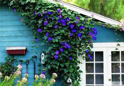 阳台养花花盆，自家阳台怎么把花养好？告别养一盆死一盆的尴尬！