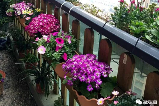 阳台养花花盆，自家阳台怎么把花养好？告别养一盆死一盆的尴尬！