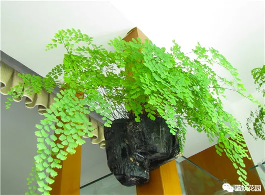 阳台养花花盆，自家阳台怎么把花养好？告别养一盆死一盆的尴尬！