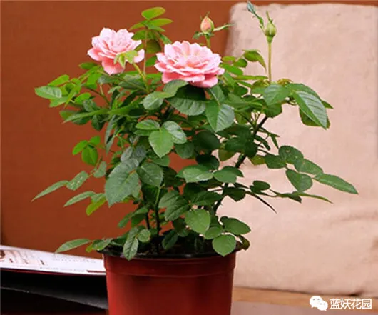 阳台养花花盆，自家阳台怎么把花养好？告别养一盆死一盆的尴尬！