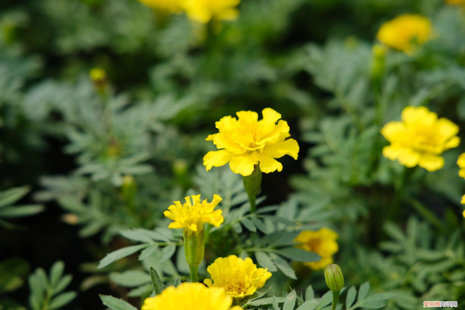 孔雀草怎么养,发芽快吗 孔雀草怎么养，发芽快吗