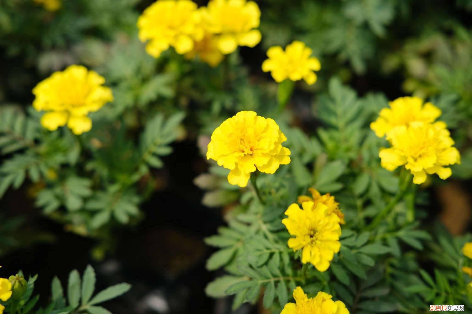 孔雀草种子需要浸泡吗 孔雀草种子怎么采收