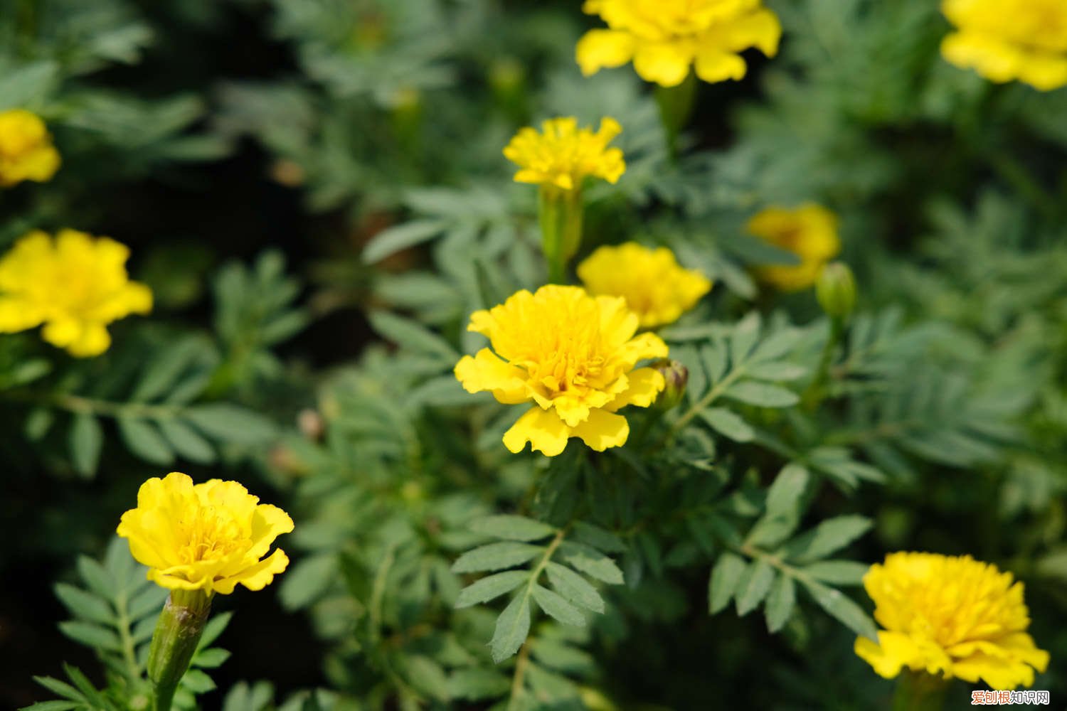 孔雀草种子怎么种植 孔雀草种子的种植方法
