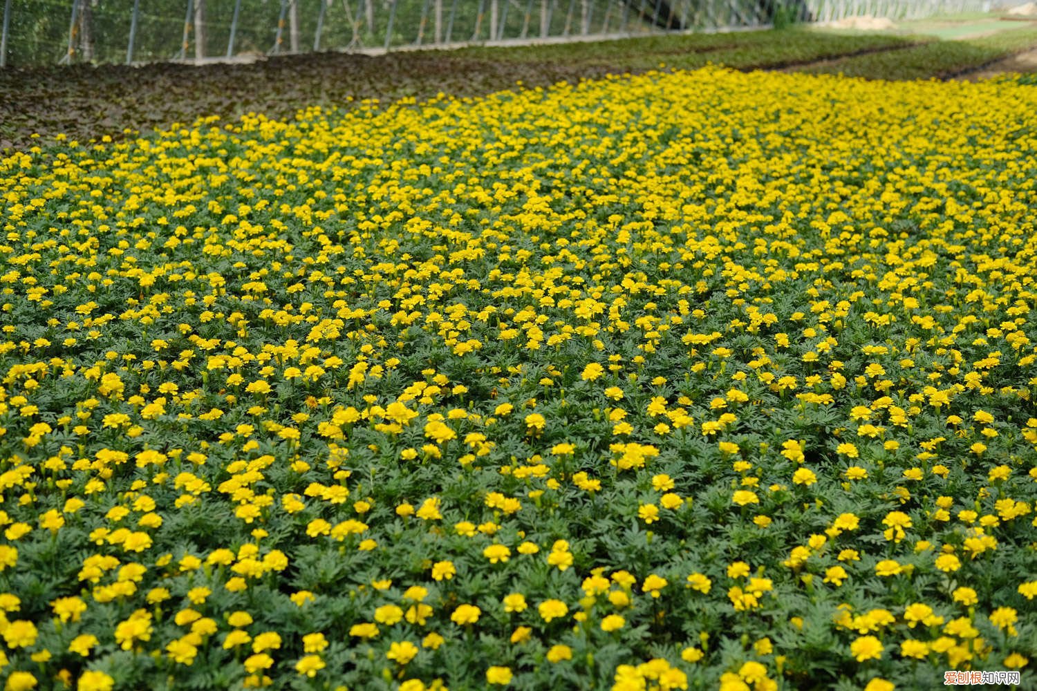 孔雀草种子怎么种植 孔雀草种子的种植方法