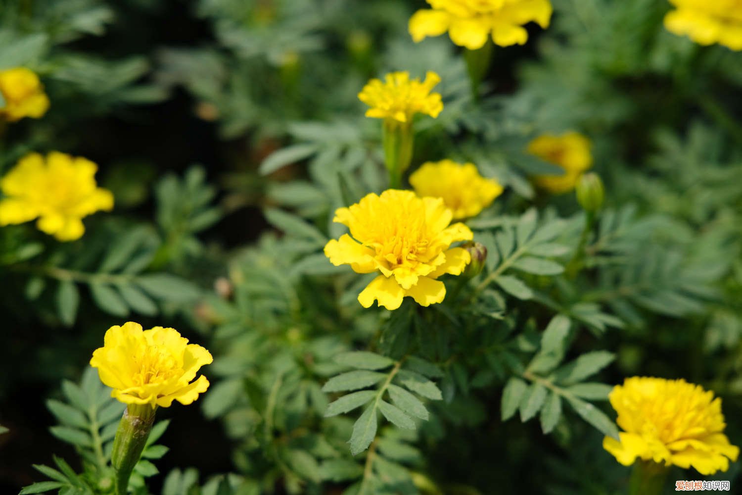 孔雀草种子怎么种植 孔雀草种子的种植方法