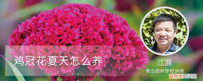 鸡冠花夏天怎么养殖 鸡冠花夏天怎么养