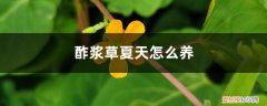 夏天能种酢浆草吗 酢浆草夏天怎么养