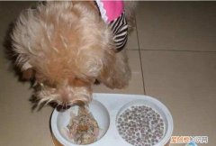 狗粮可以用纯牛奶泡吗 狗粮能用牛奶泡吗