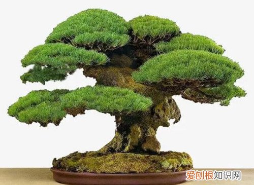 家里种什么植物风水好又旺财，家里种什么植物风水好又旺财抗冻
