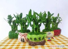 家里种什么植物风水好又旺财，家里种什么植物风水好又旺财抗冻