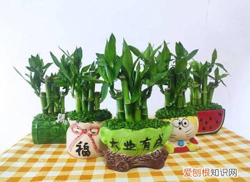 家里种什么植物风水好又旺财，家里种什么植物风水好又旺财抗冻