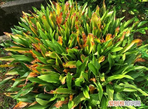 家里种什么植物风水好又旺财，家里种什么植物风水好又旺财抗冻
