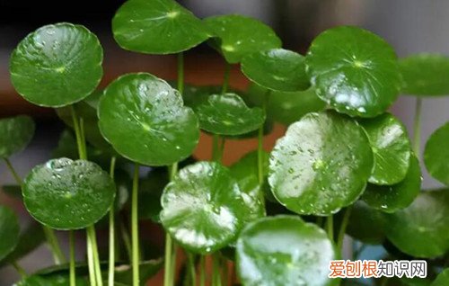 家里种什么植物风水好又旺财，家里种什么植物风水好又旺财抗冻