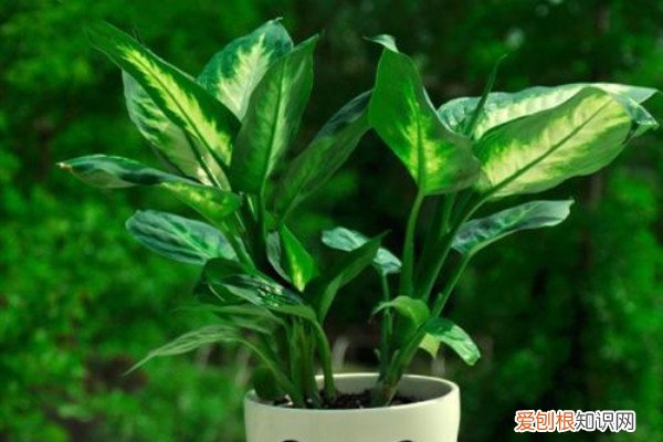 绿叶植物叶子用什么擦 这“3种”液体，绿叶植物最喜欢，用它们来擦叶，浑身亮堂堂！