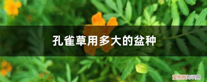 孔雀草用多大的盆种,怎么浇水好 孔雀草用多大的盆种,怎么浇水