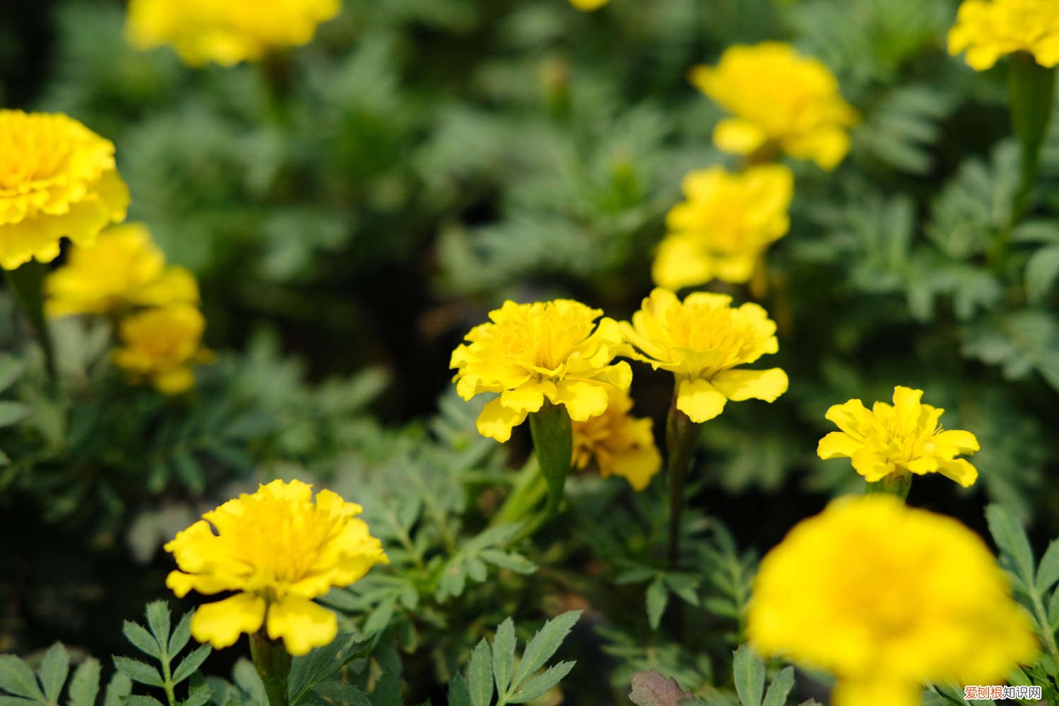孔雀草是什么植物 孔雀草花语、别名和养殖方法