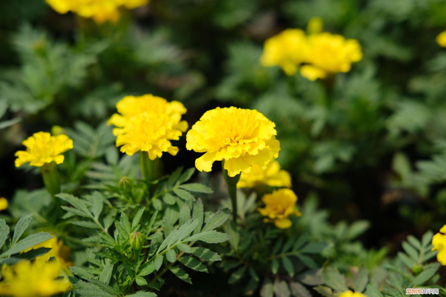 孔雀草是什么植物 孔雀草花语、别名和养殖方法