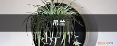 吊兰的养殖方法和注意事项 盆栽 吊兰养殖有“四忌”，避开这4点，叶子疯长成瀑布