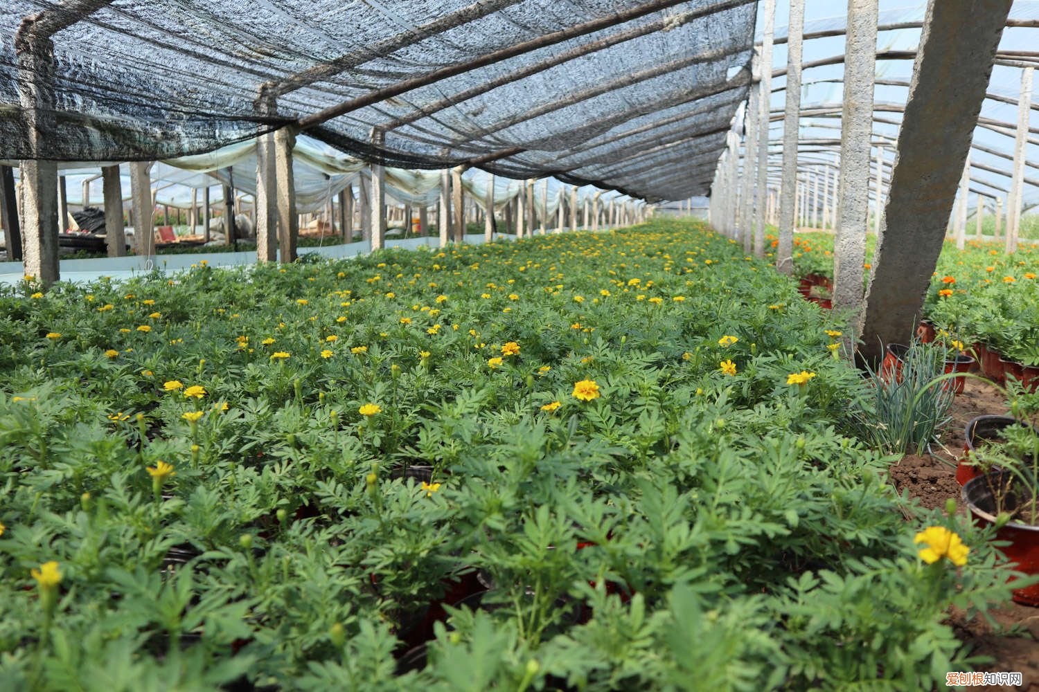 孔雀草播种到开花需要多久 孔雀草花期有多长