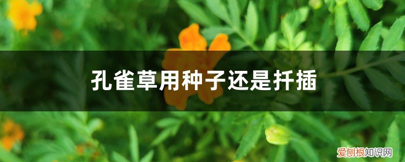 孔雀草的扦插方法 孔雀草用种子还是扦插，怎么取种子