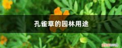 孔雀草的园林用途,种植注意事项有哪些 孔雀草的园林用途，种植注意事项
