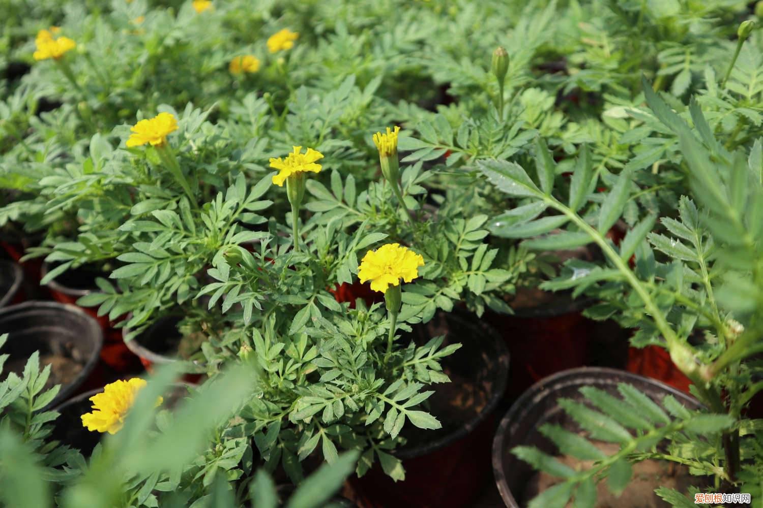 孔雀草从播种到开花要多少时间 孔雀草种植量，一个盆播几颗种