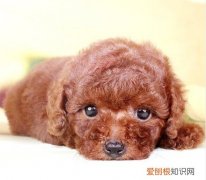 泰迪幼犬狗粮喂多少毫升 泰迪幼犬狗粮喂多少