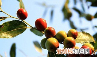 酸枣汤的做法与功用 酸枣汤的功效与作用
