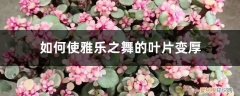 雅乐之舞叶子变皱皱巴巴掉落 如何使雅乐之舞的叶片变厚