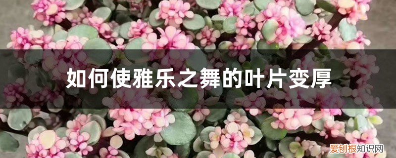 雅乐之舞叶子变皱皱巴巴掉落 如何使雅乐之舞的叶片变厚