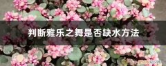 雅乐之舞缺水的表现 判断雅乐之舞是否缺水方法