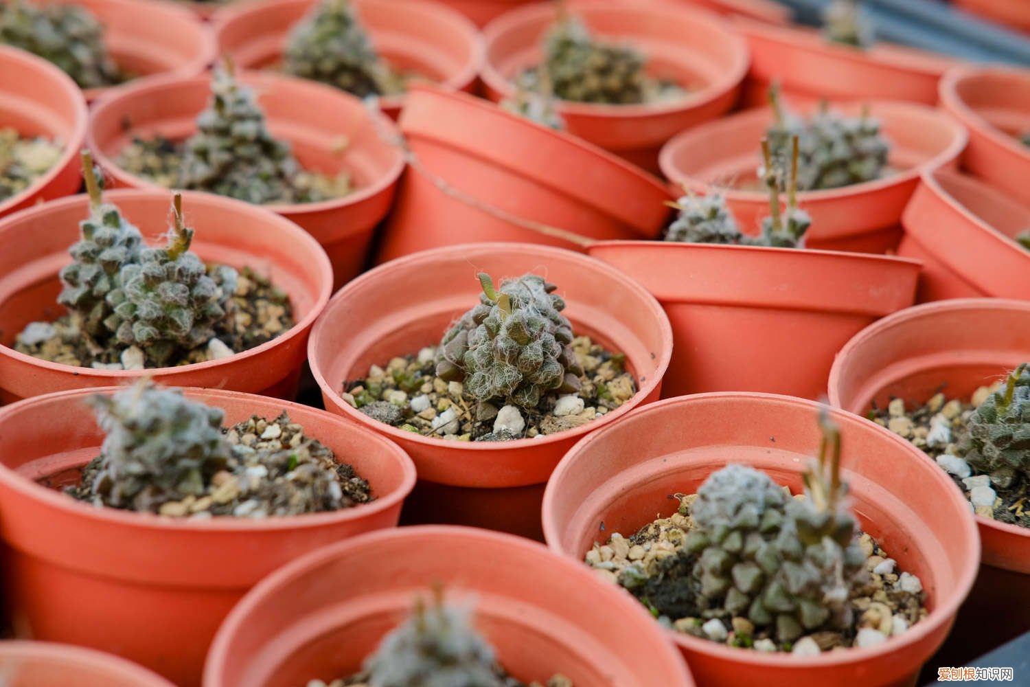 多肉拔叶子成老桩 他把多肉全放倒，1个月控成老桩，全国肉友跟着学！