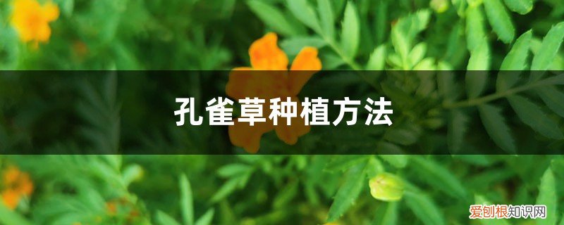 孔雀草的种植方法 孔雀草种植方法