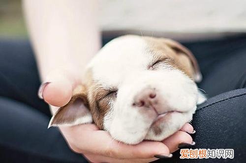 幼犬吃狗粮正确喂法图片 幼犬吃狗粮正确喂法