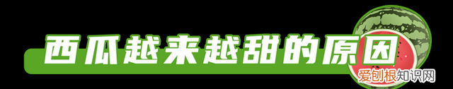 现在的西瓜是不是都打了激素