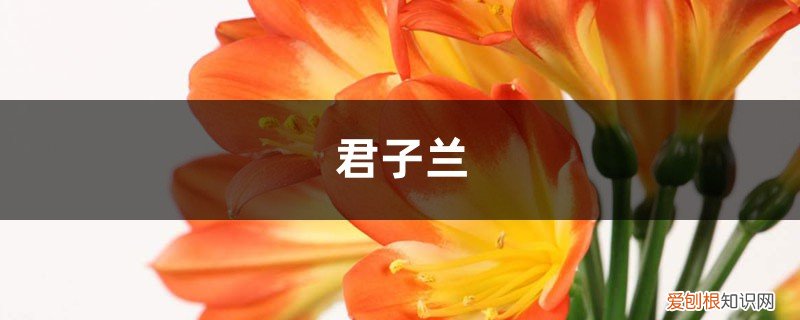 绿萝营养液可以浇君子兰吗 绿萝君子兰…擦点增亮剂，叶子绿得照人影，还能杀菌消毒！