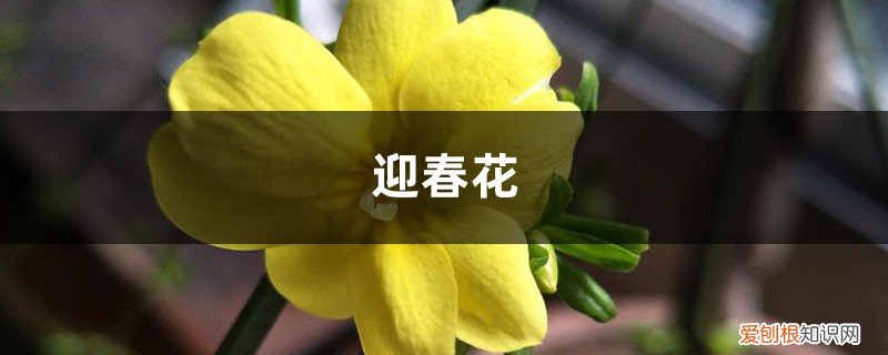 迎春花怎么移栽需要把枝条剪掉么 迎春花掐根“枝条”种土里，用上这“技巧”，提前赏花不用愁！