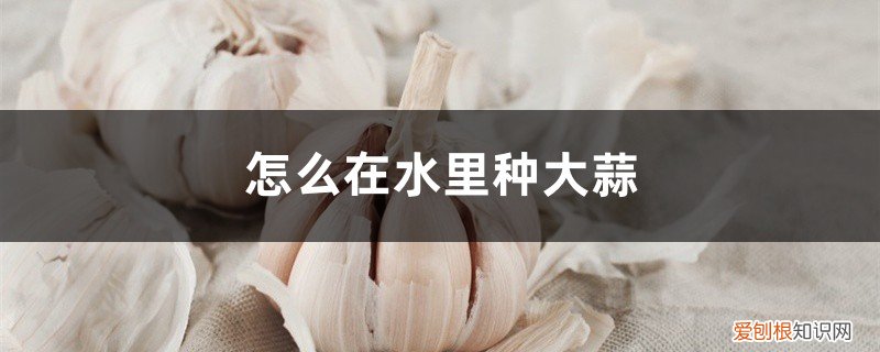 怎么在水里种大蒜呢 怎么在水里种大蒜